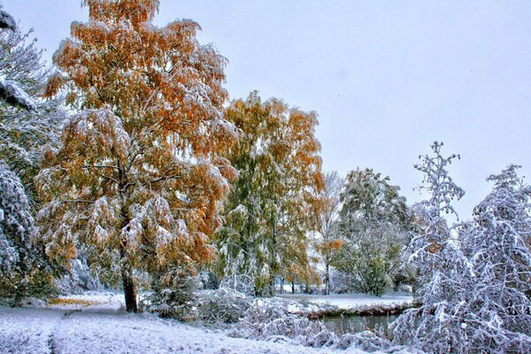 Trees are sprinkled with snow on the river bank