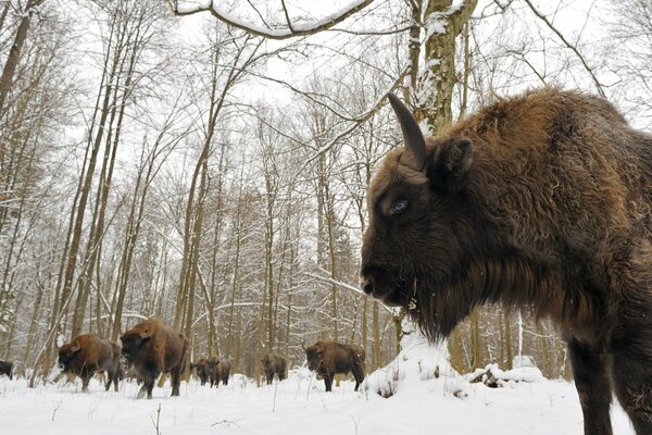 Troupeau de bisons dans la forêt de Bialowieza