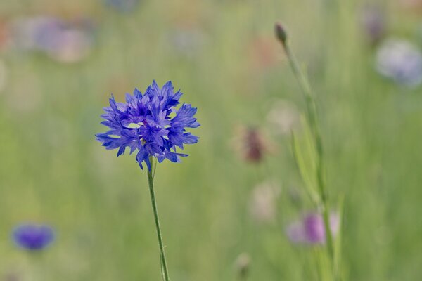 Blue cornflower in focus on a blurry background