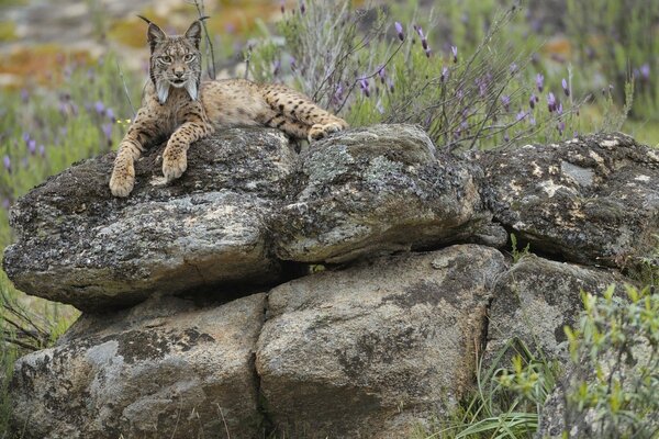 Chat de la forêt au repos sur le rocher