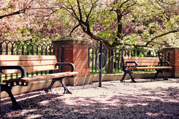 Panchine in primavera sotto i fiori di ciliegio