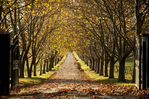 Der Weg des Herbstparks mit gefallenem Laub