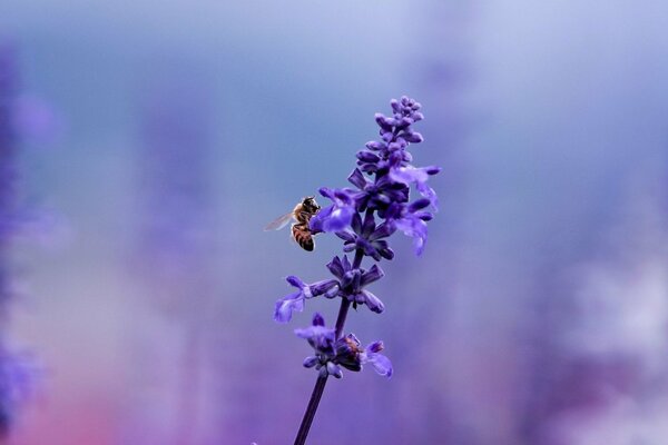 The bee on the purple flower is close