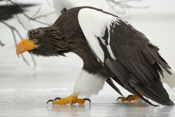 A dangerous griffin with huge claws