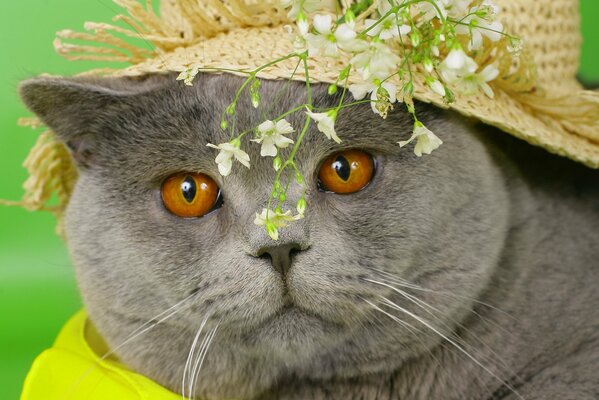 The cat put on a hat with flowers