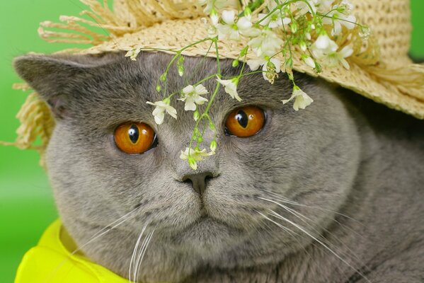El gato se puso un sombrero con flores
