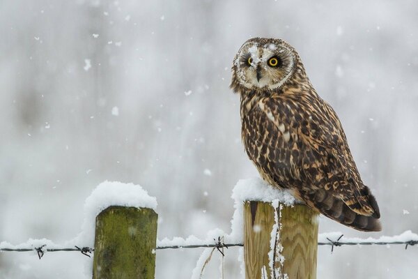 Swamp owl on a winter background