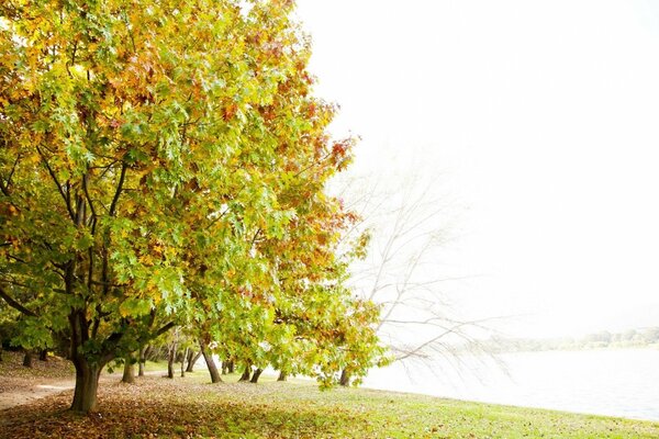 Yellowing trees near a pond with fallen leaves