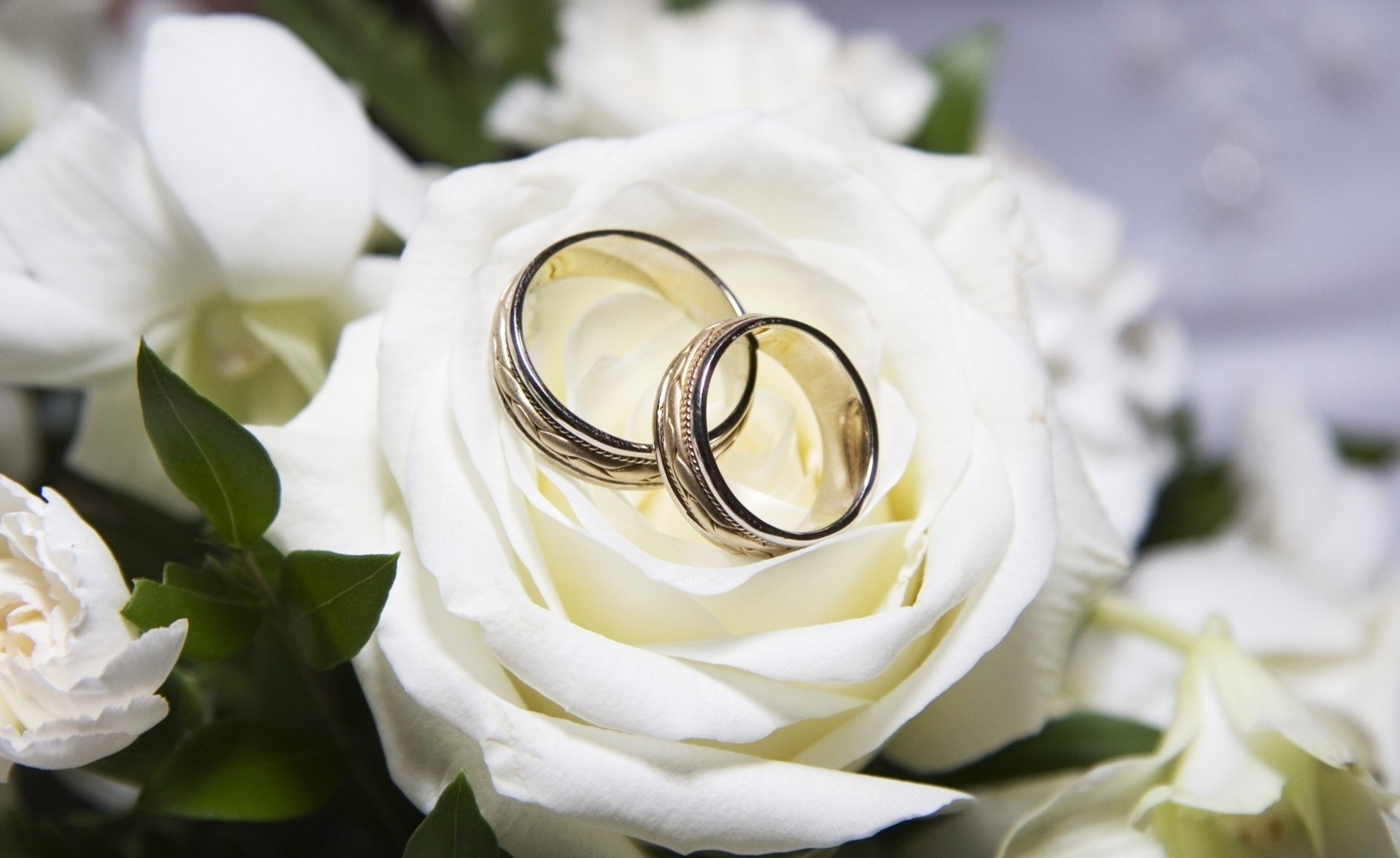 ringe weiß hochzeit rose