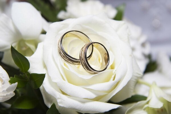 Anneaux de mariage sur une rose blanche