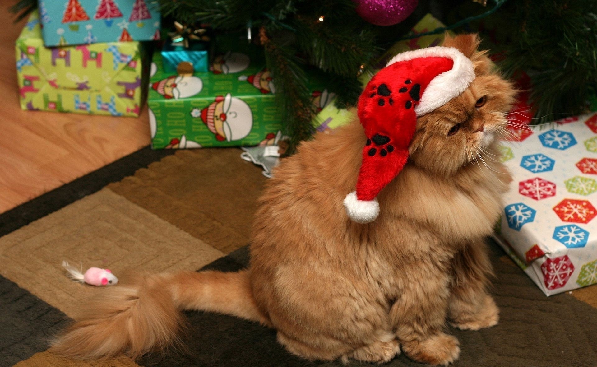 weihnachtsbaum schönheit neujahr mäuse urlaub katze spielzeug weihnachtsmann-rotkäppchen