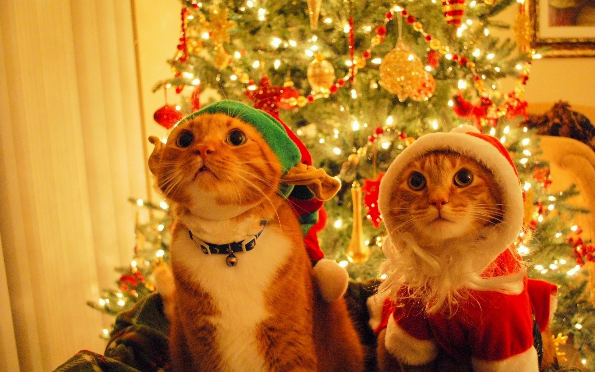 arbre de noël père noël elfe nouvel an chats kote chapeau