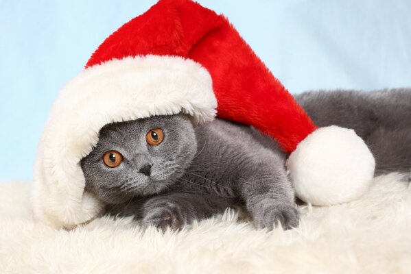 Gatito gris en una gorra roja de Navidad