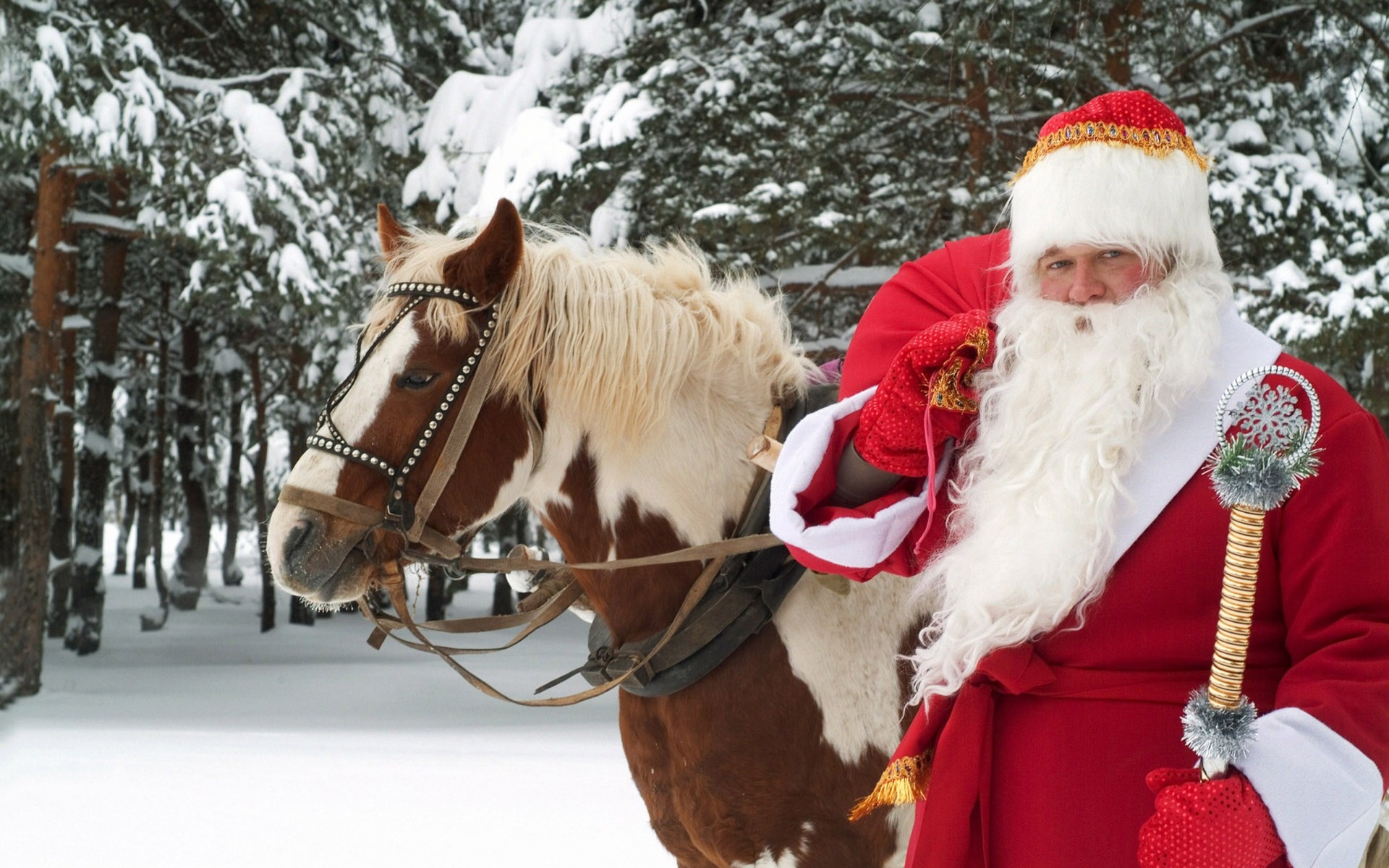 father christmas horse beauty new year