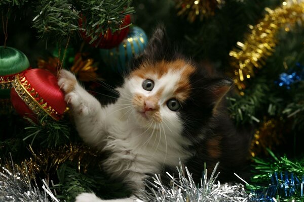 Gattino seduto tra i giocattoli di Natale