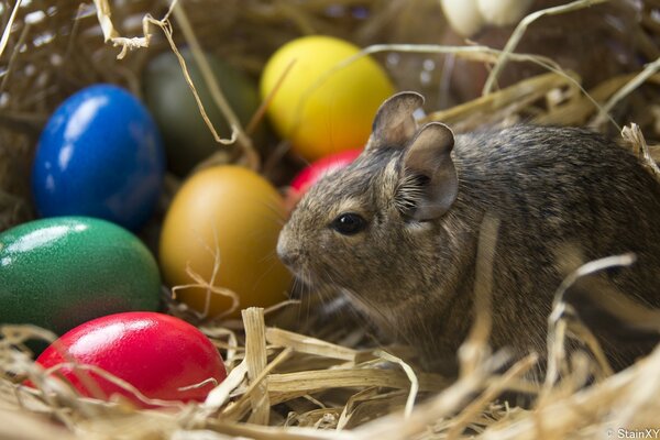 Chinchilla en una cesta de huevos de colores