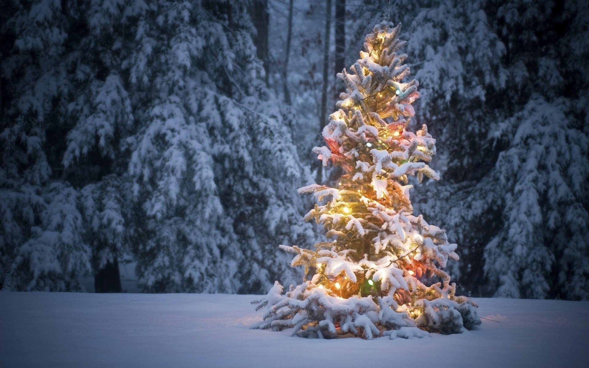 choinka las girlandy śnieg zima