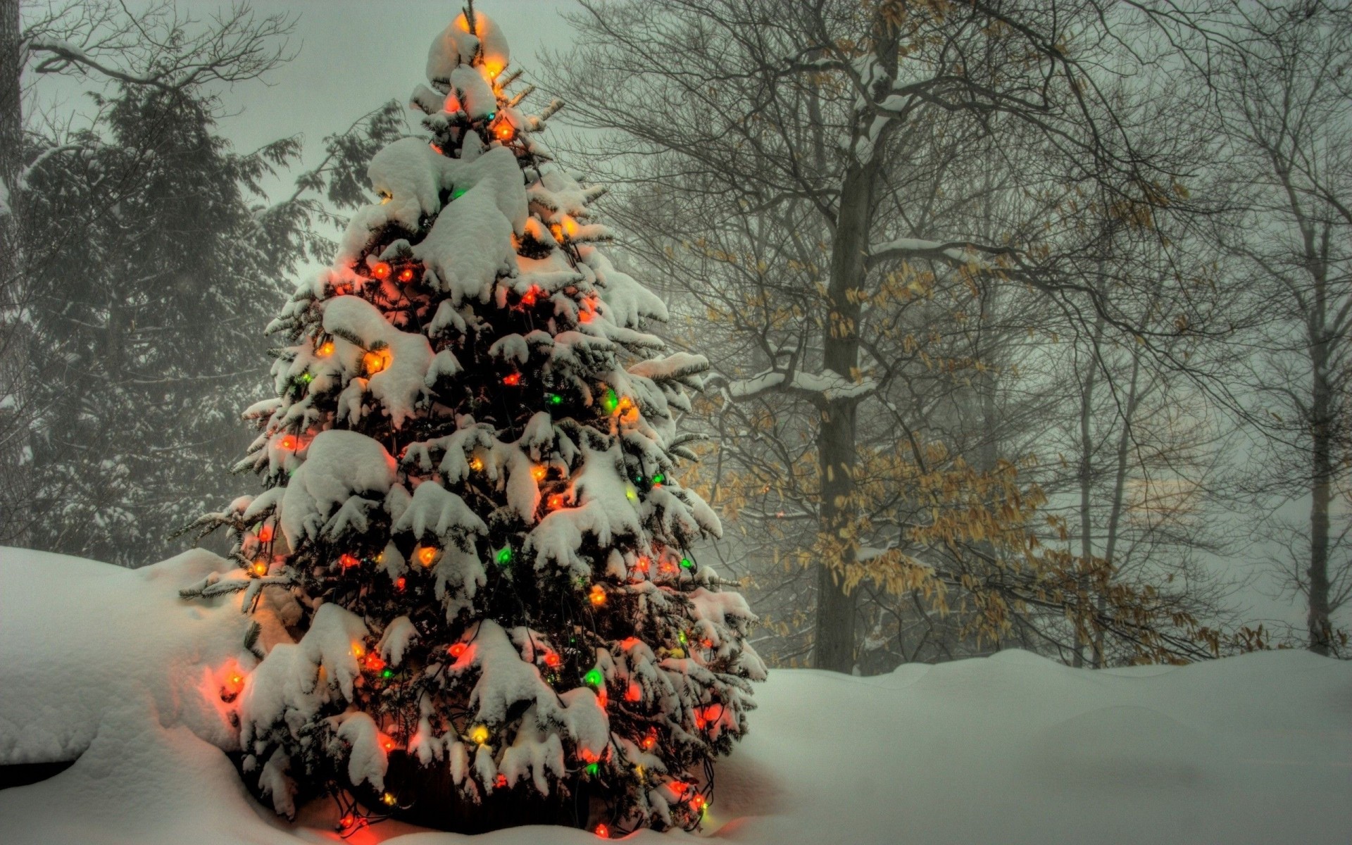 arbre de noël lumières noël nouvel an vacances forêt guirlande neige