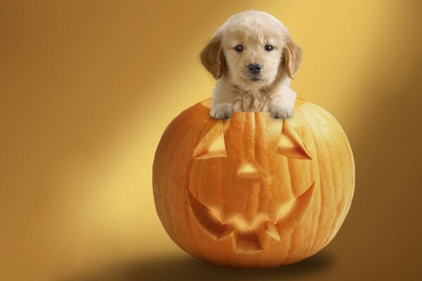 Halloween, sogar ein Hund in einem Kürbis und dann freut er sich