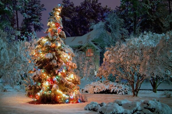 Spruce in the twinkling lights in the winter forest