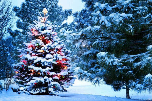 Christmas tree in the snowy forest