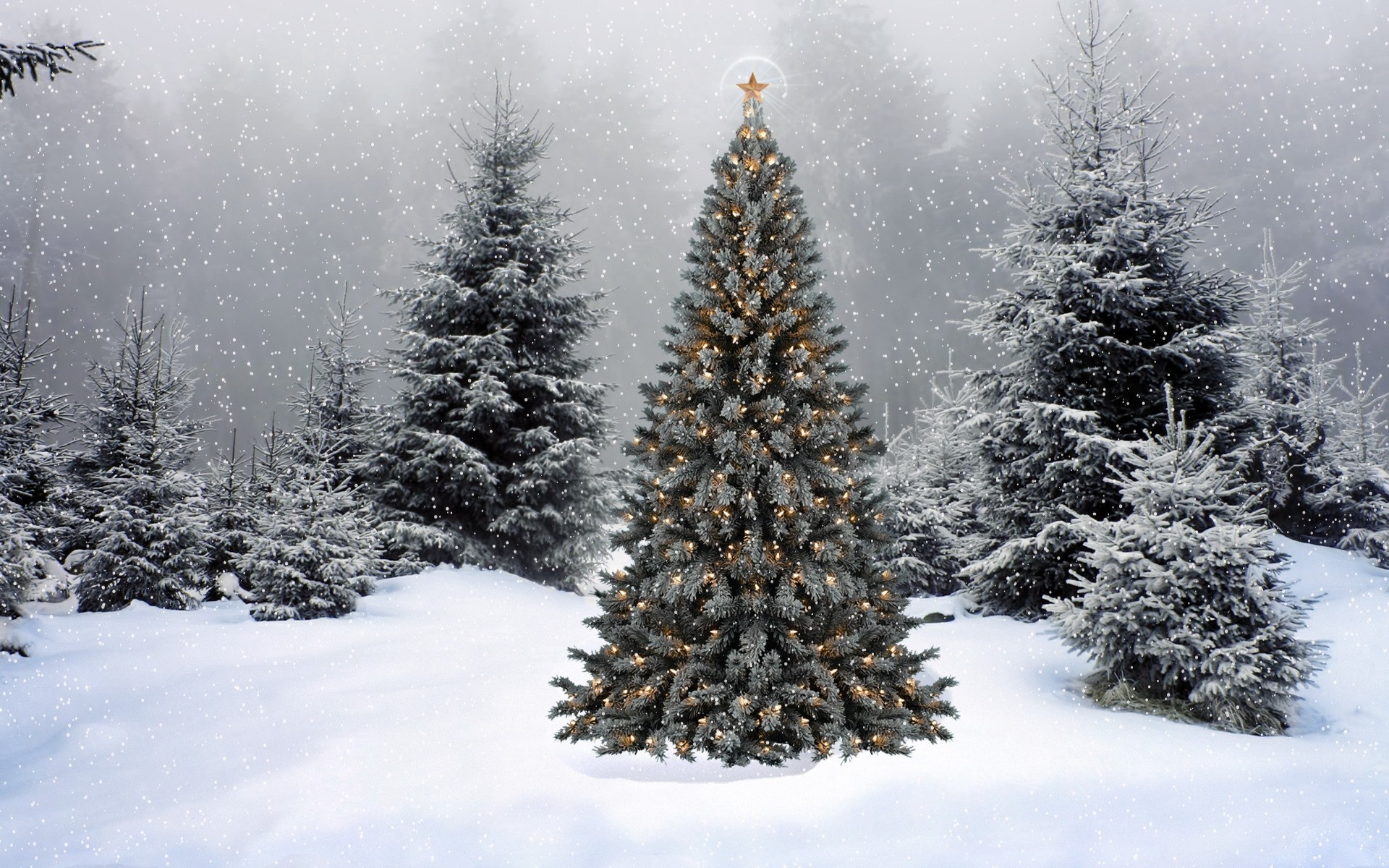 weihnachtsbaum lichter neujahr girlande urlaub wald tanne schnee dekoration stern