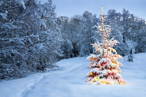 Árbol de Navidad en el bosque