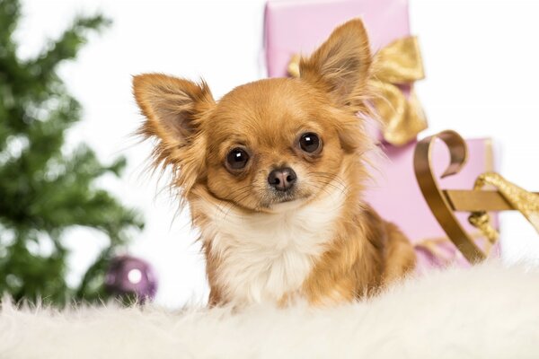 Weihnachtsgeschenk Chihuahua-Hund unter dem Weihnachtsbaum