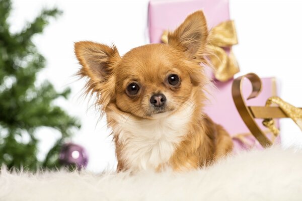 Regalo de año nuevo perro Chihuahua bajo el árbol de Navidad
