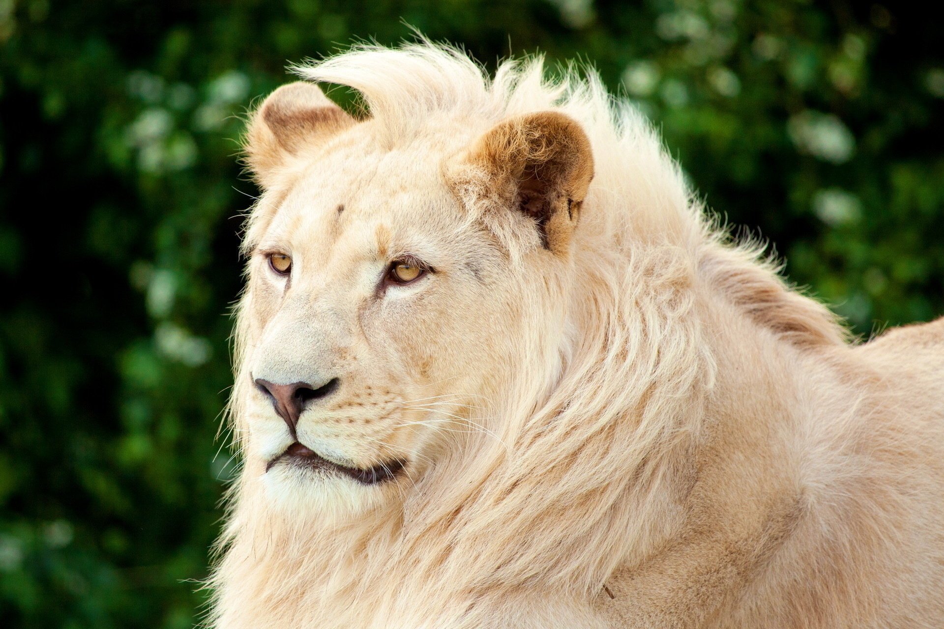 frange lion blanc museau regarde crinière