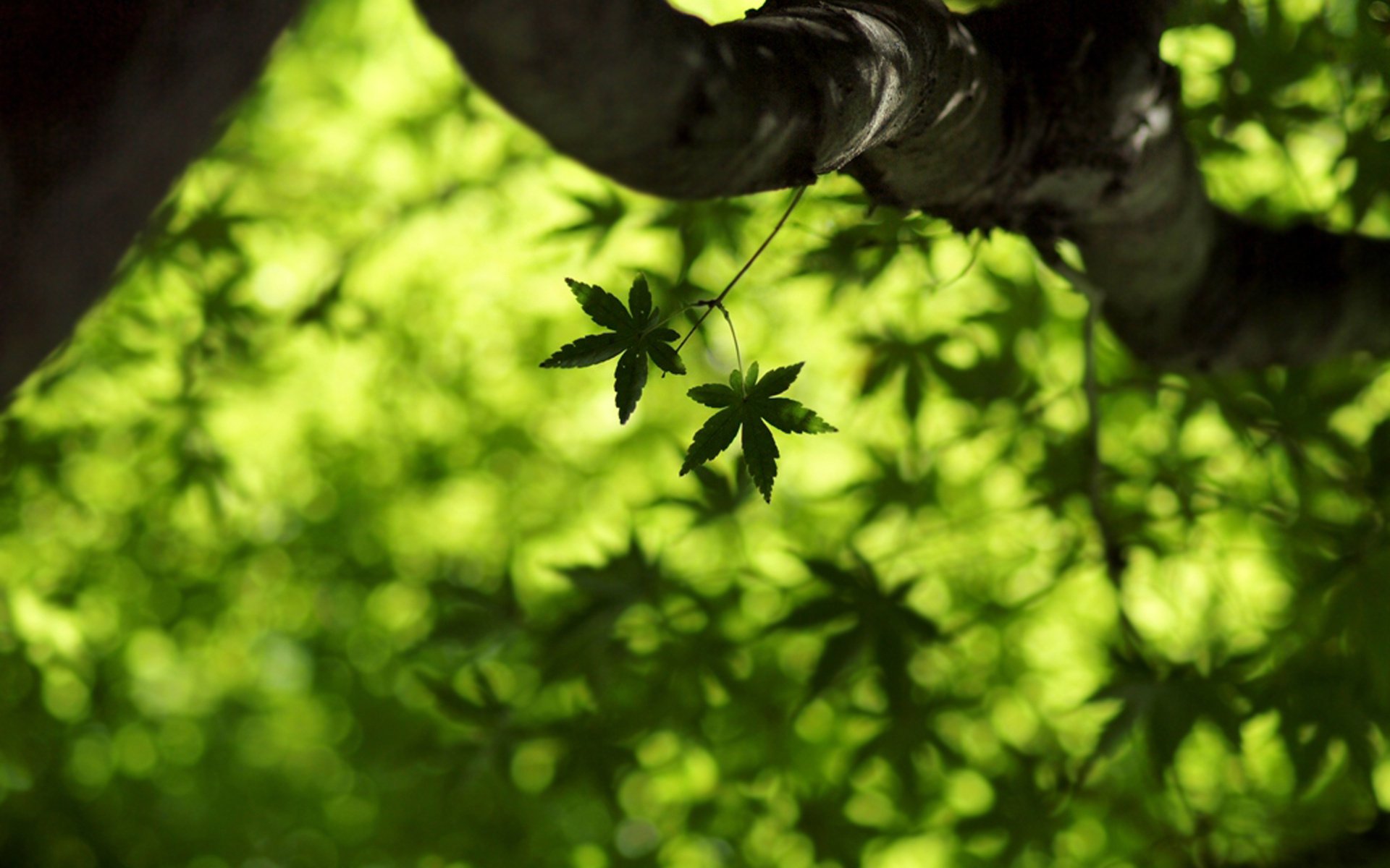 macro maple leaf verde acero foglie foglia d acero