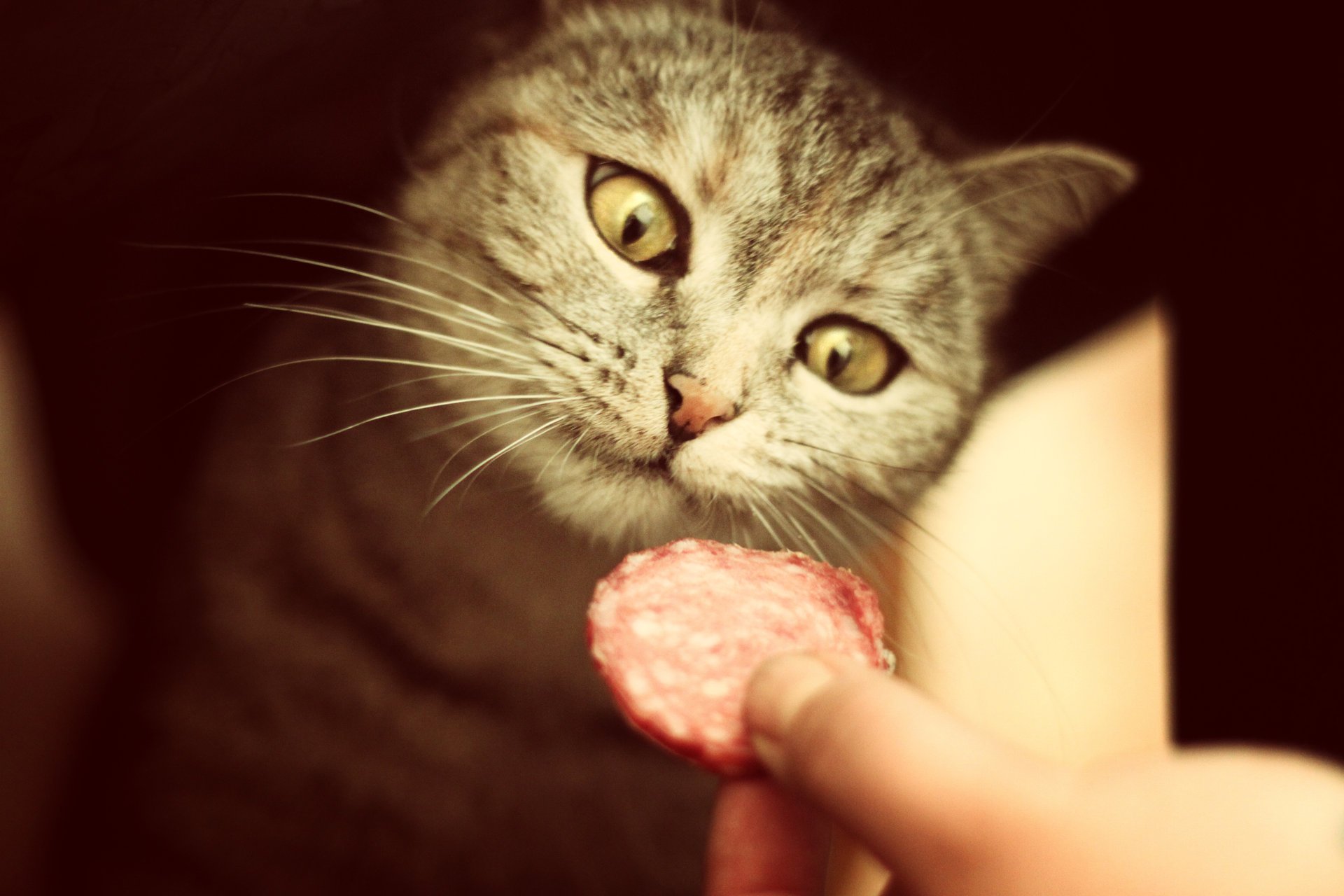 yeux saucisse chat