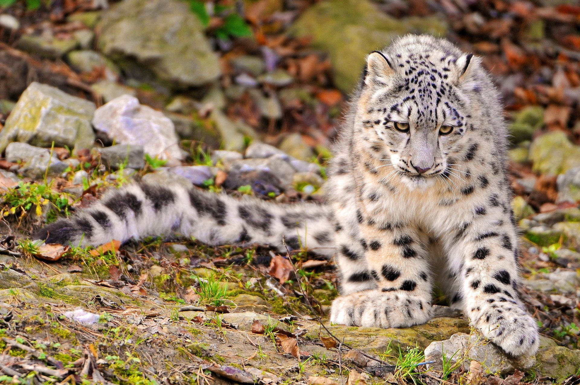 leopardo de las nieves irbis peludo hocico patas gatito