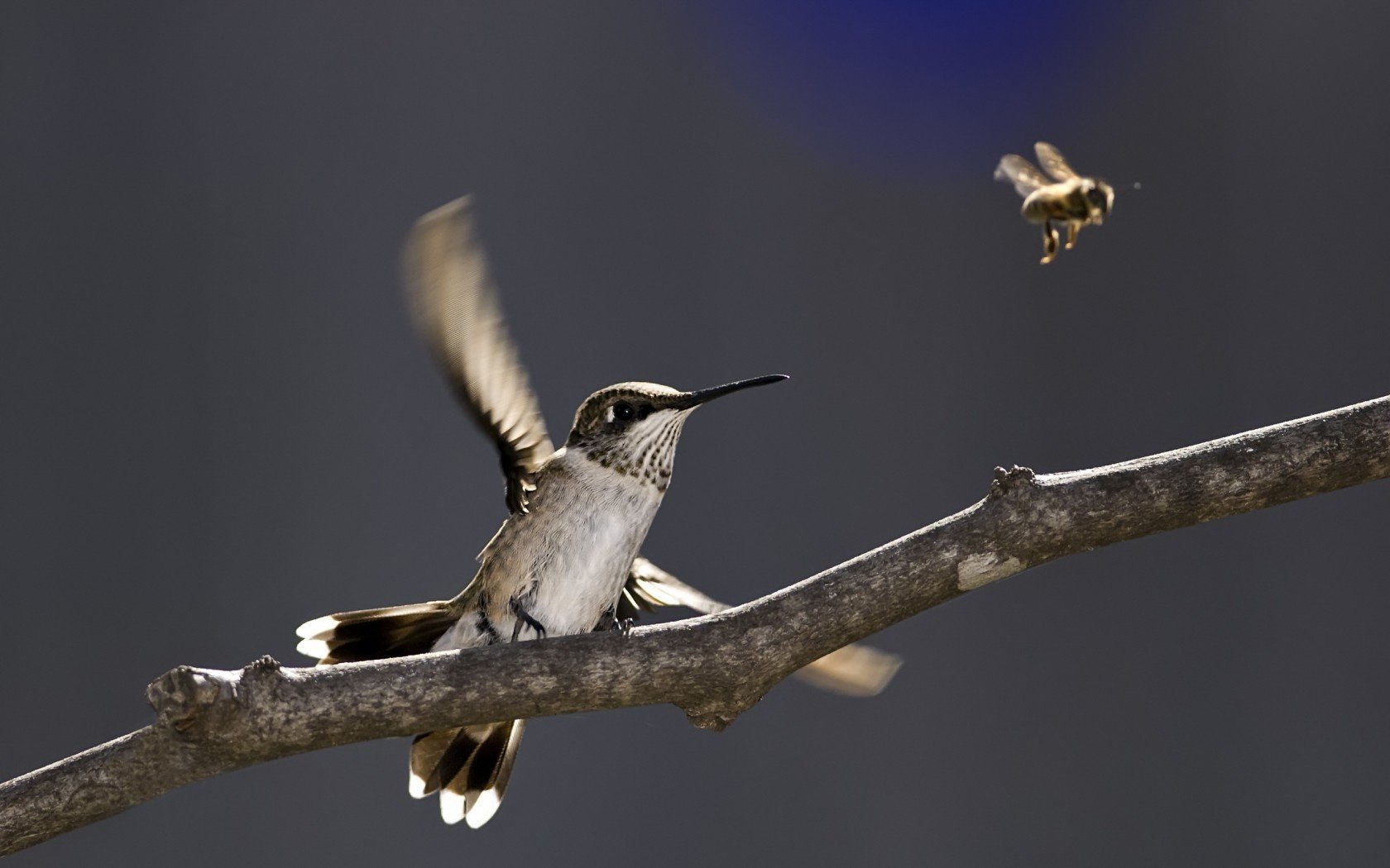 nature bird branch