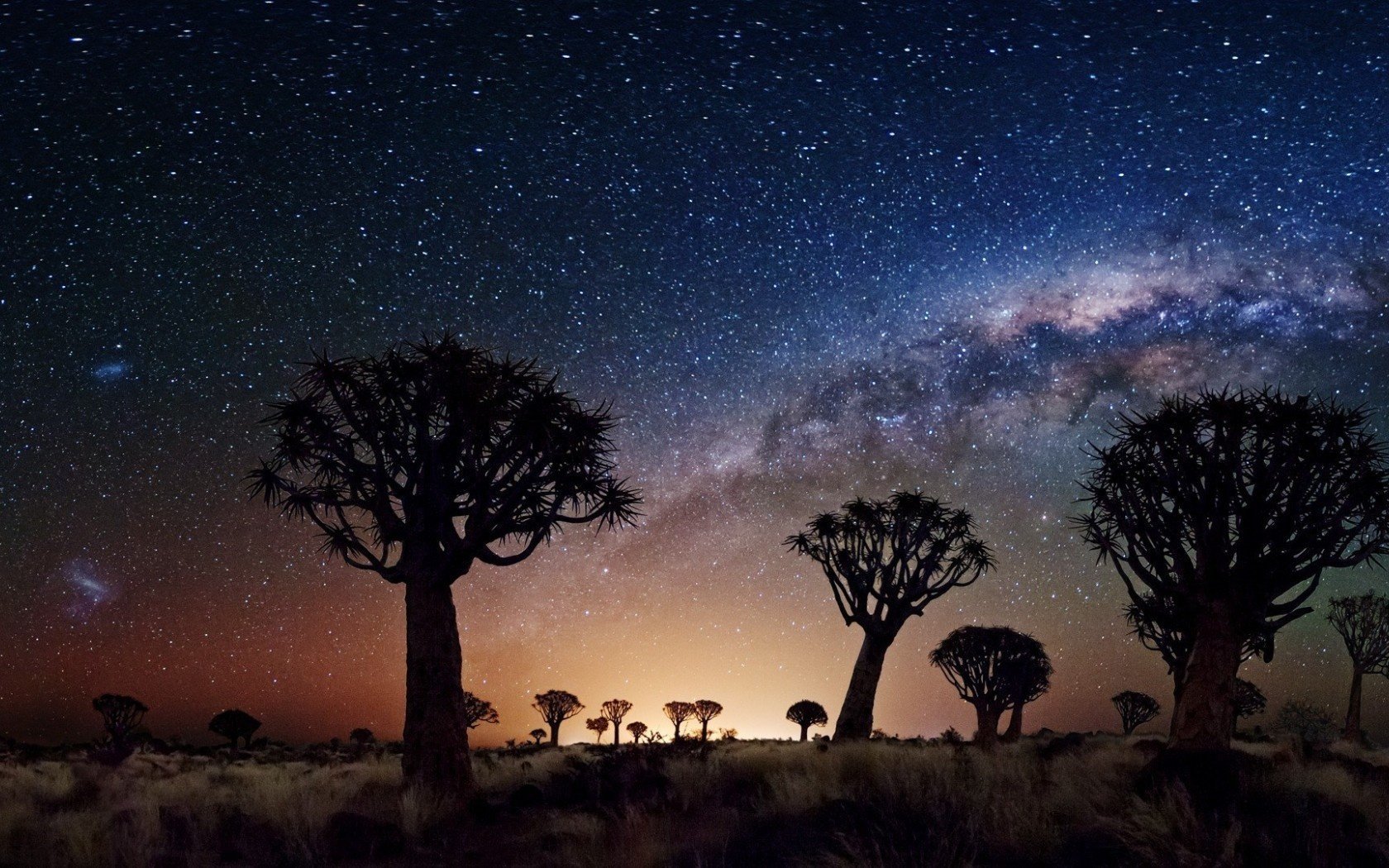 joshua tree night star