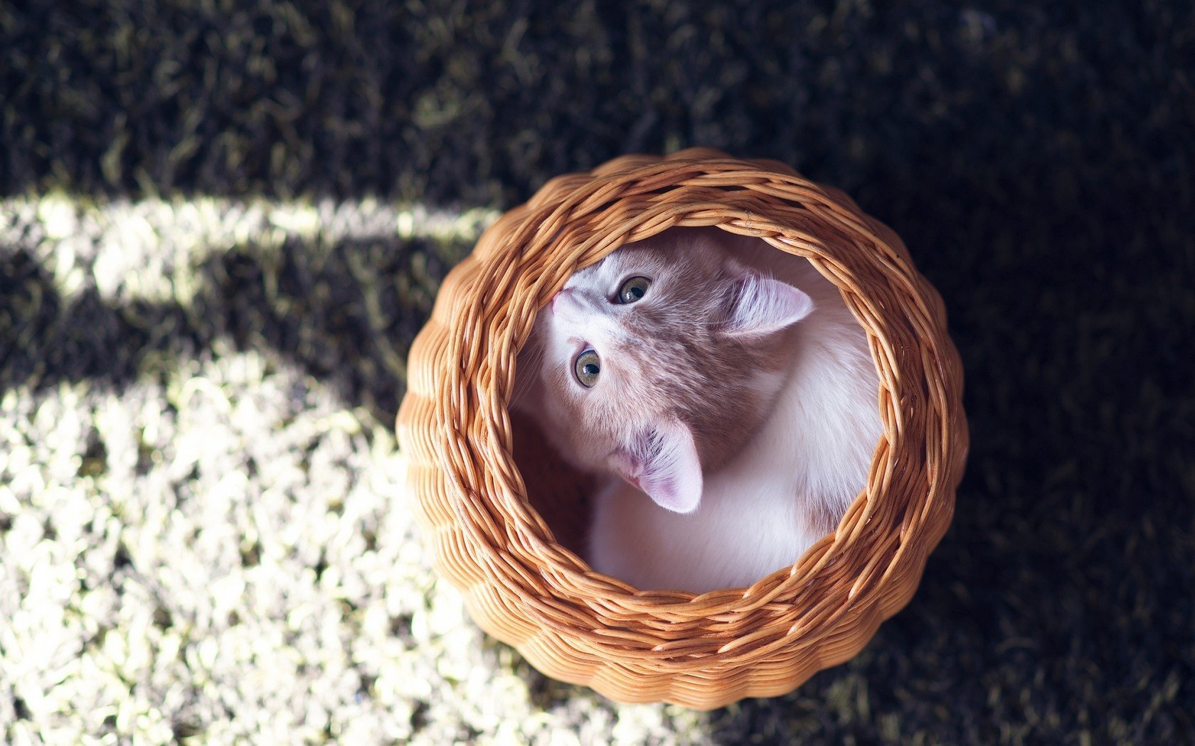 mr. benjamin torode basket kitty hannah