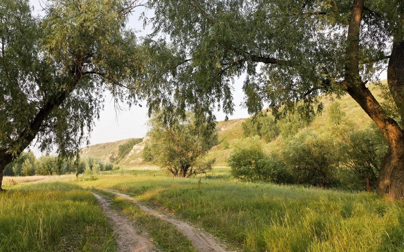 drzewa natura droga lato krajobraz