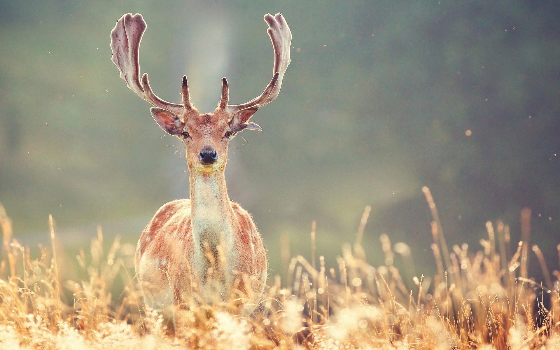 natura jeleń zima