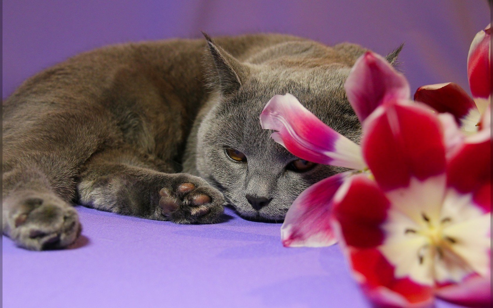 tulipe fleur chat