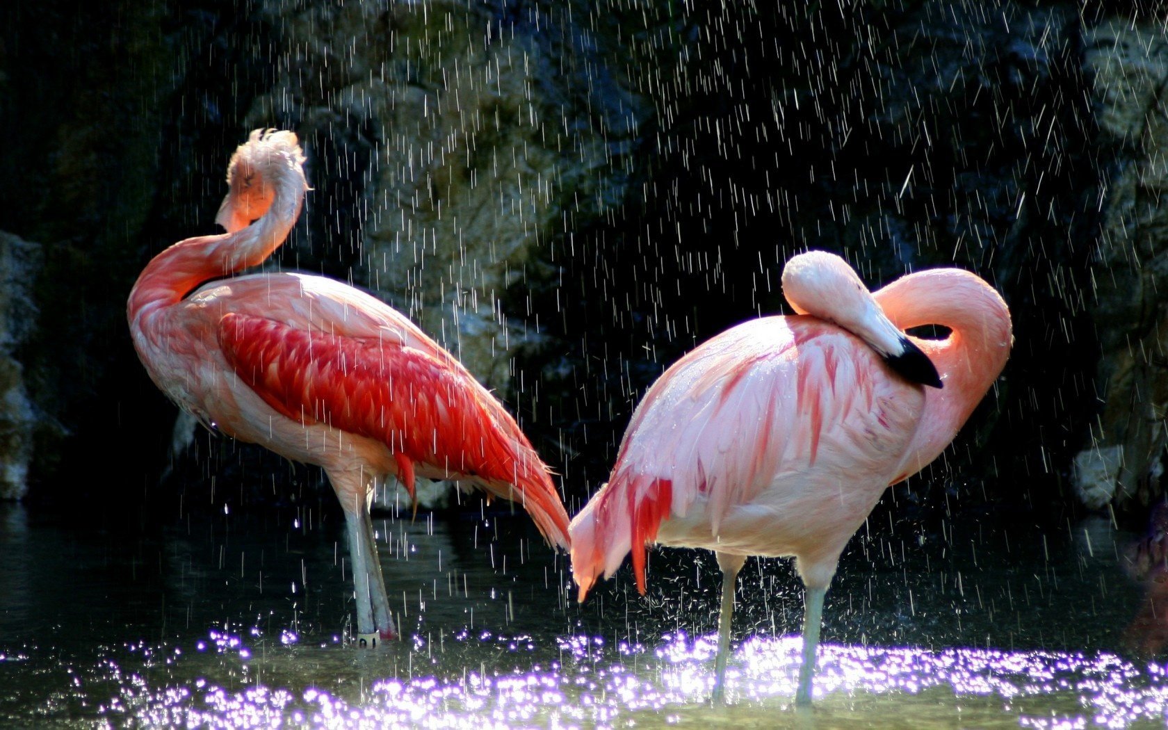 agua flamenco pico aves rosa