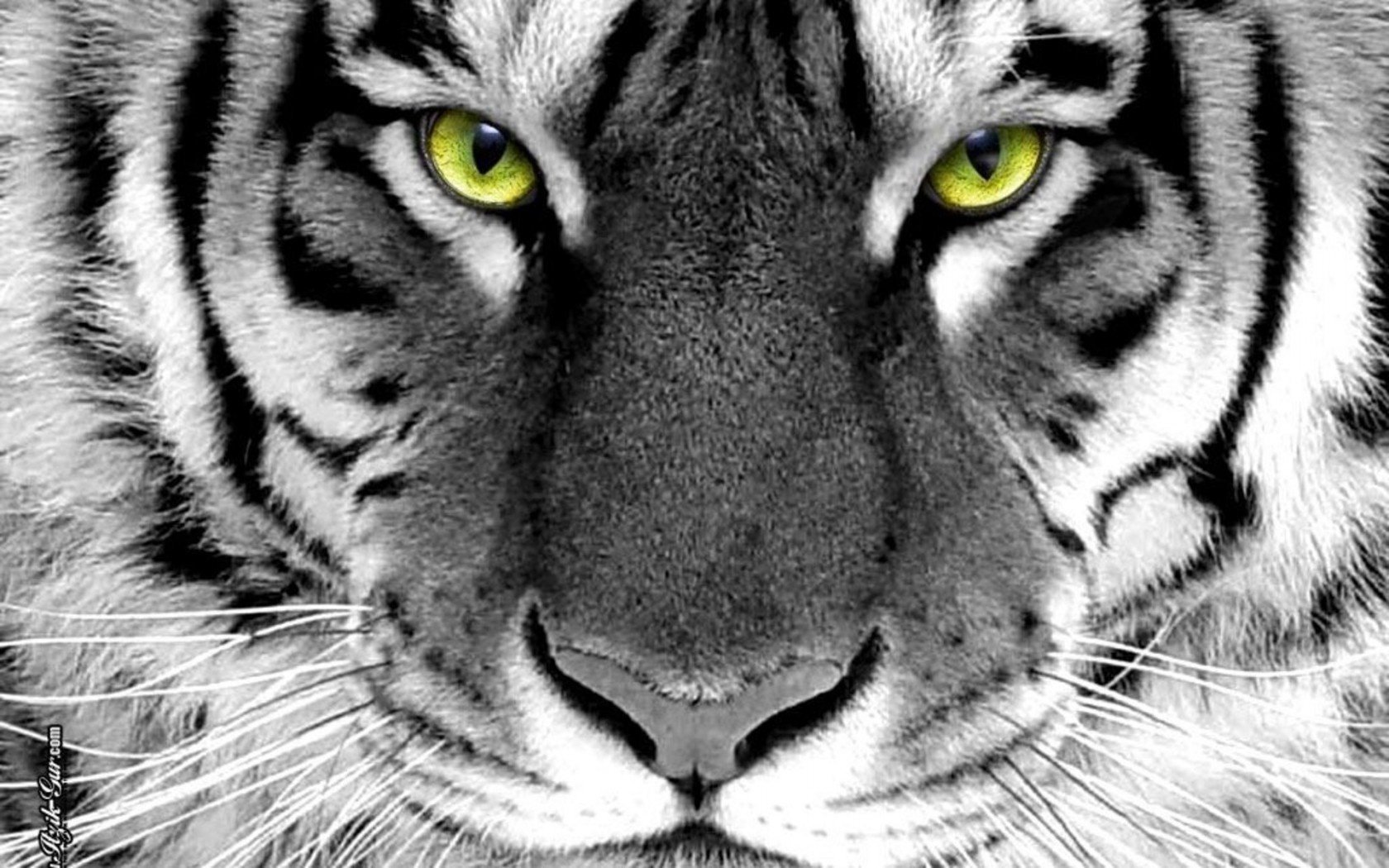 widely i chose the tiger green eyes face tiger white