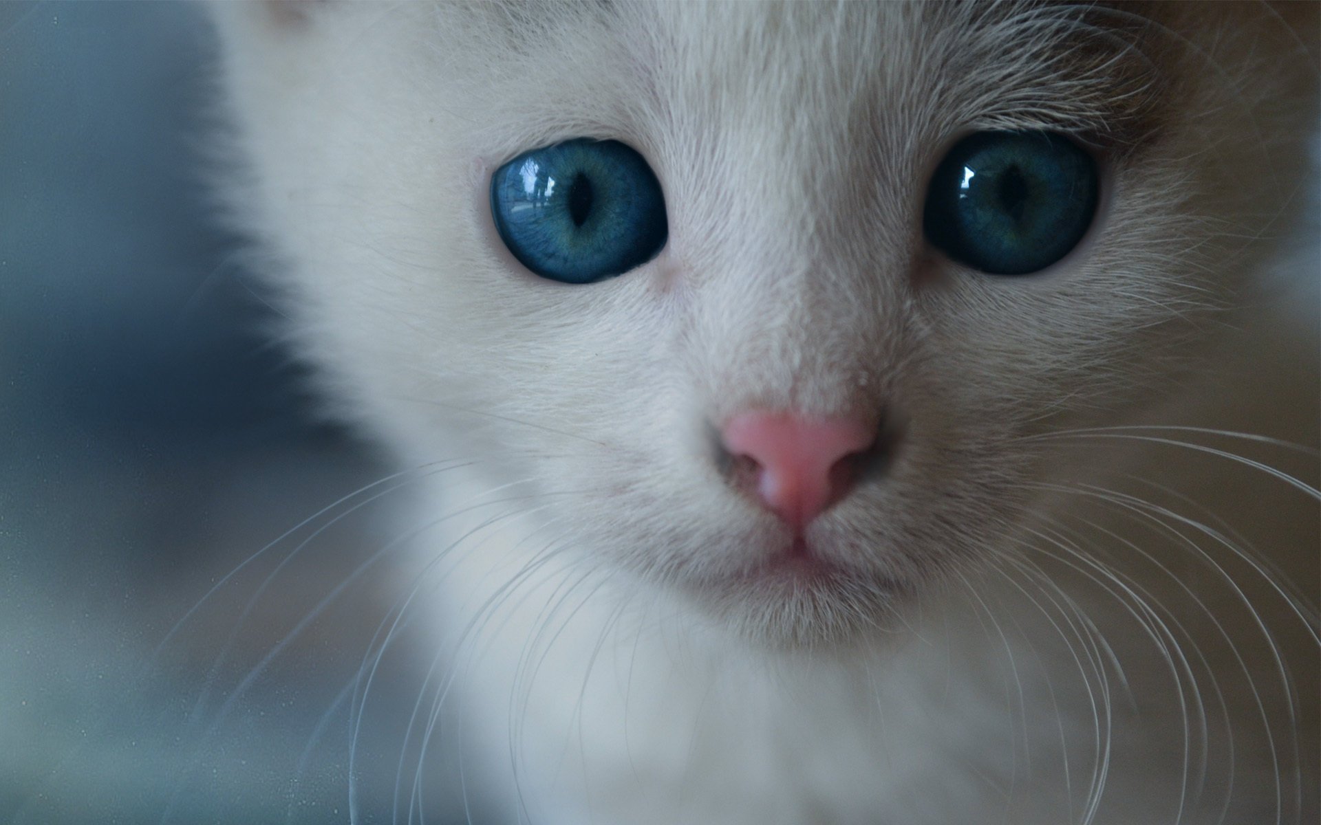 schnauze schnauze katze kätzchen katze schnurrbart blaue augen