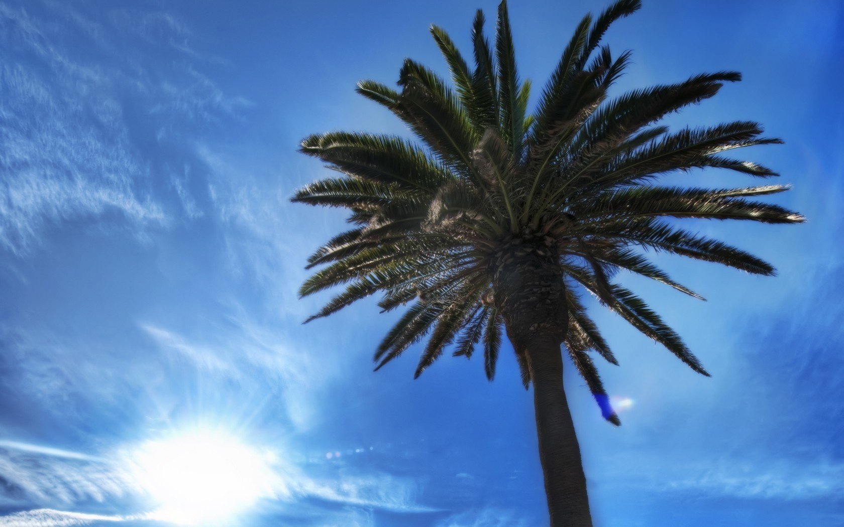 bleu soleil ciel beauté palmier