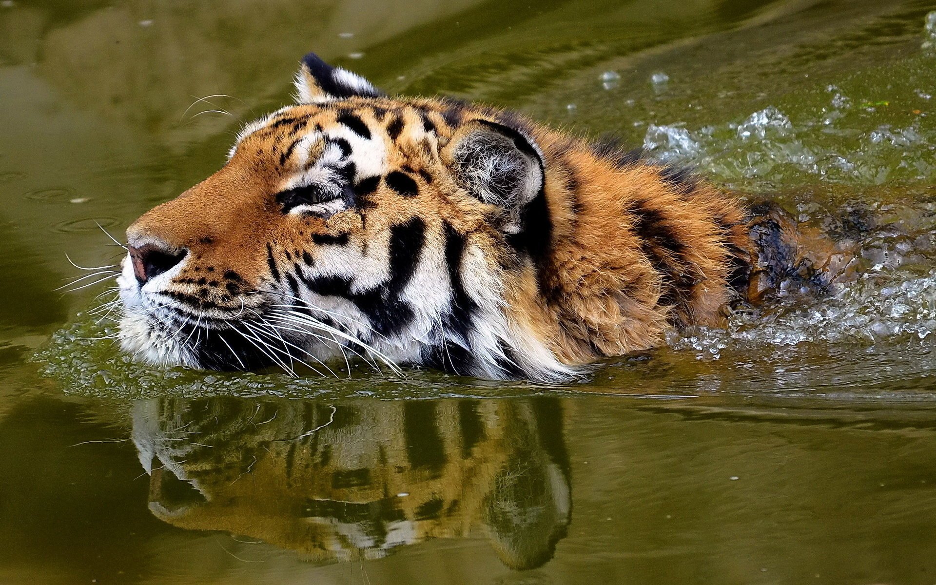 floats whiskered snout face tiger