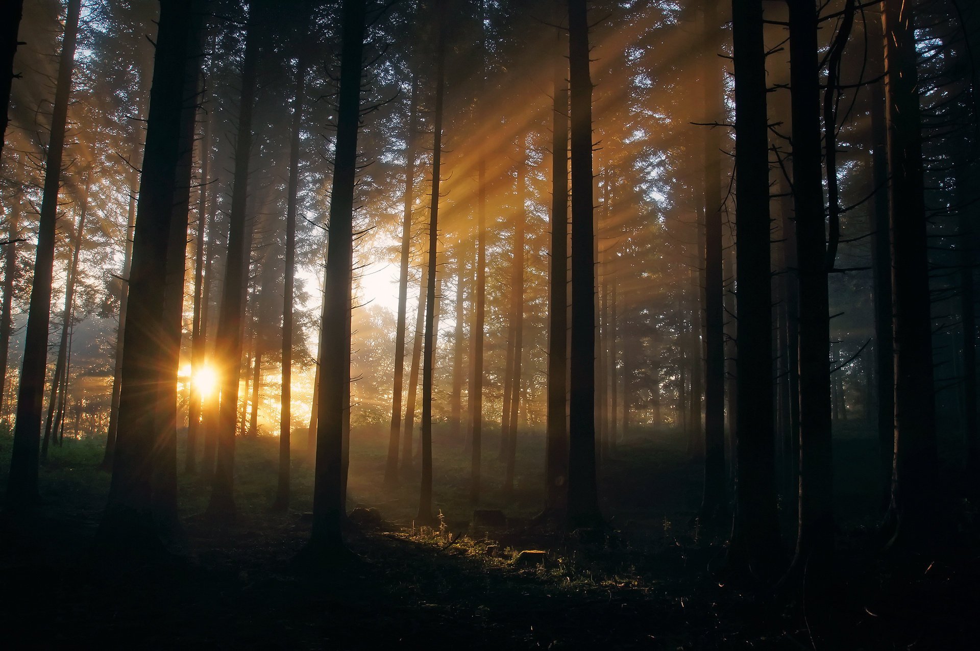 rayons soleil nature forêt lumière