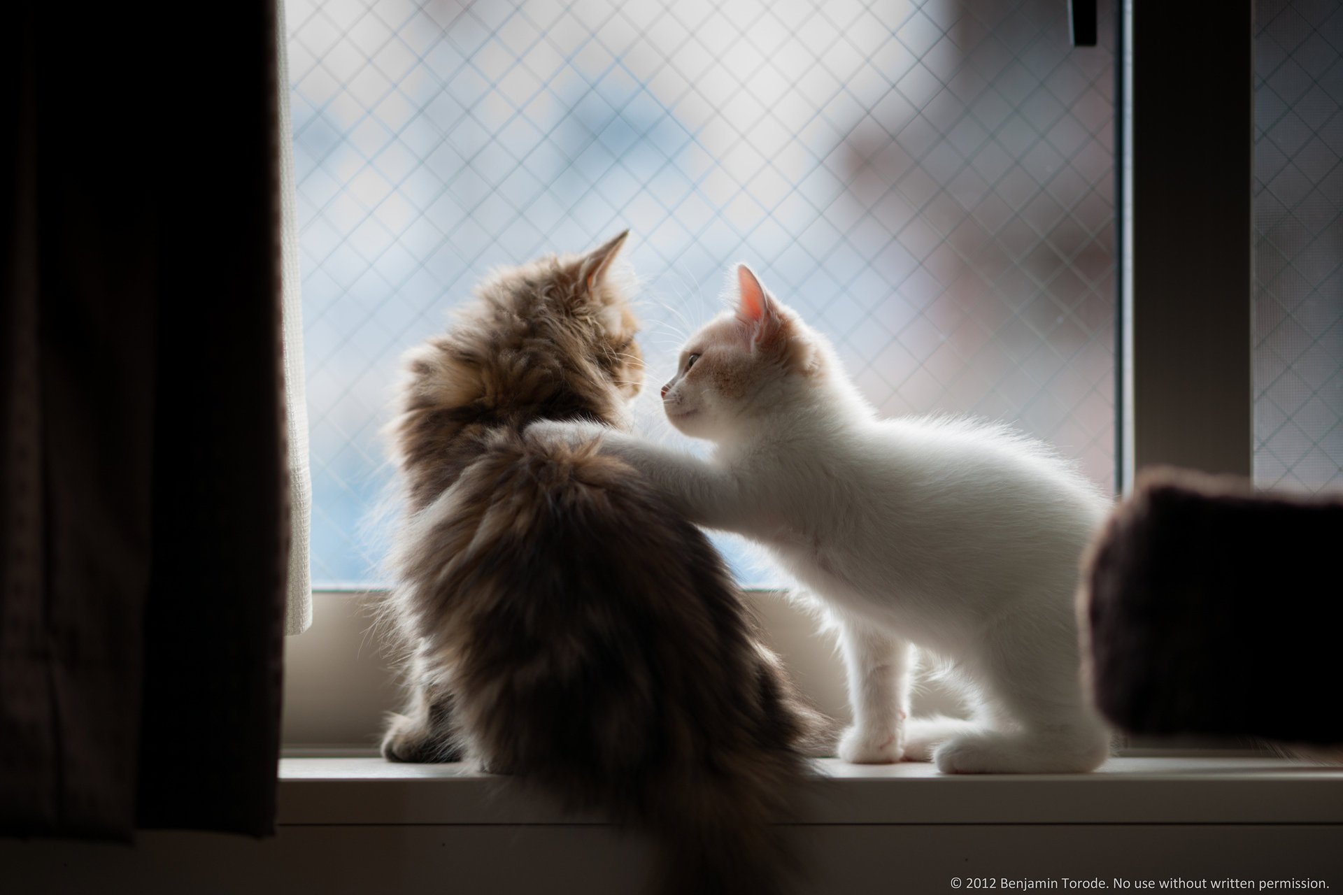 chicas pareja gatitos peludos