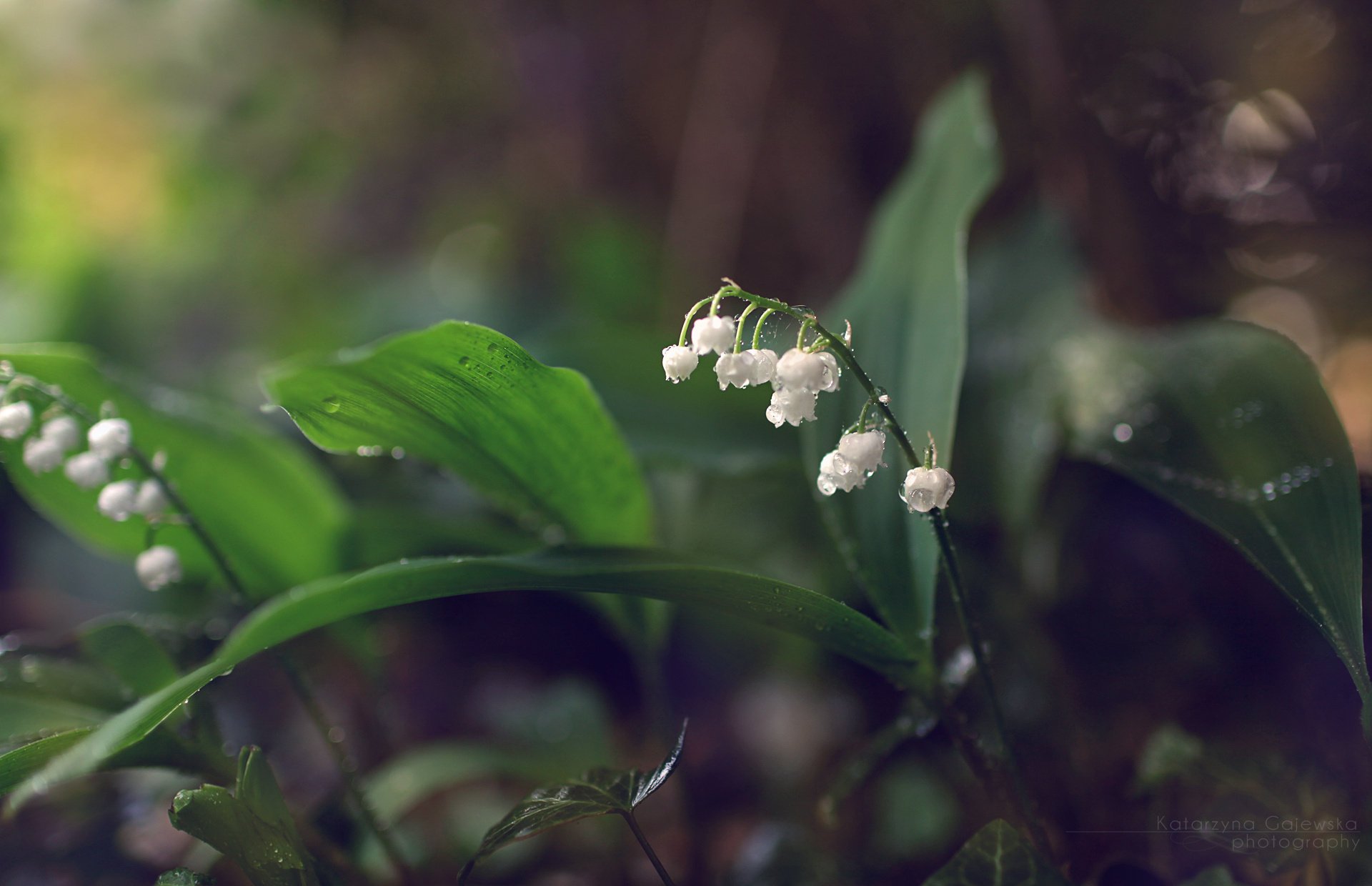 lilies of the valley konwalie kwiaty