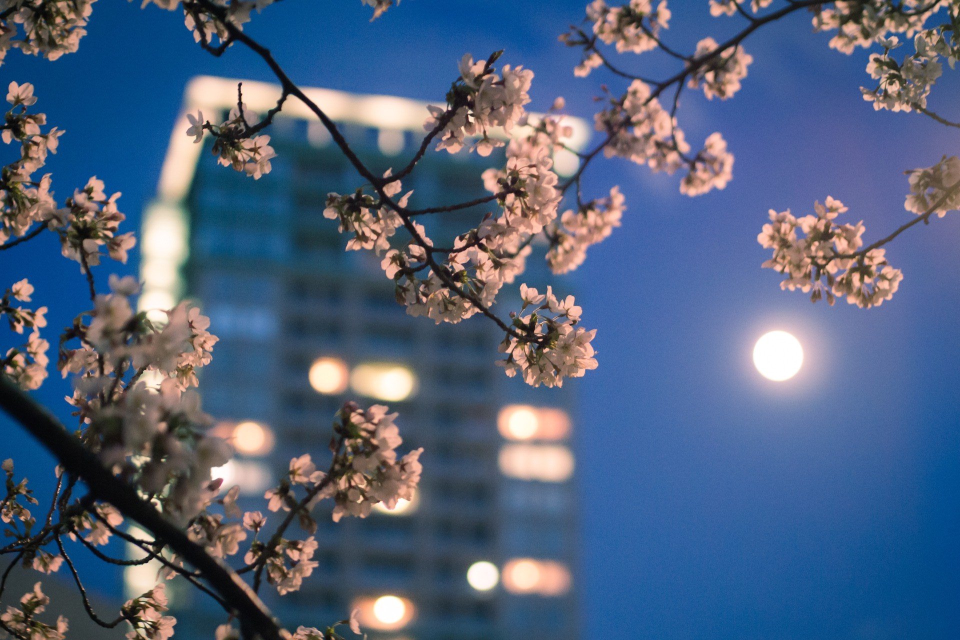 stadt tokio japan frühling abend lichter mond zweig makro sakura farbe