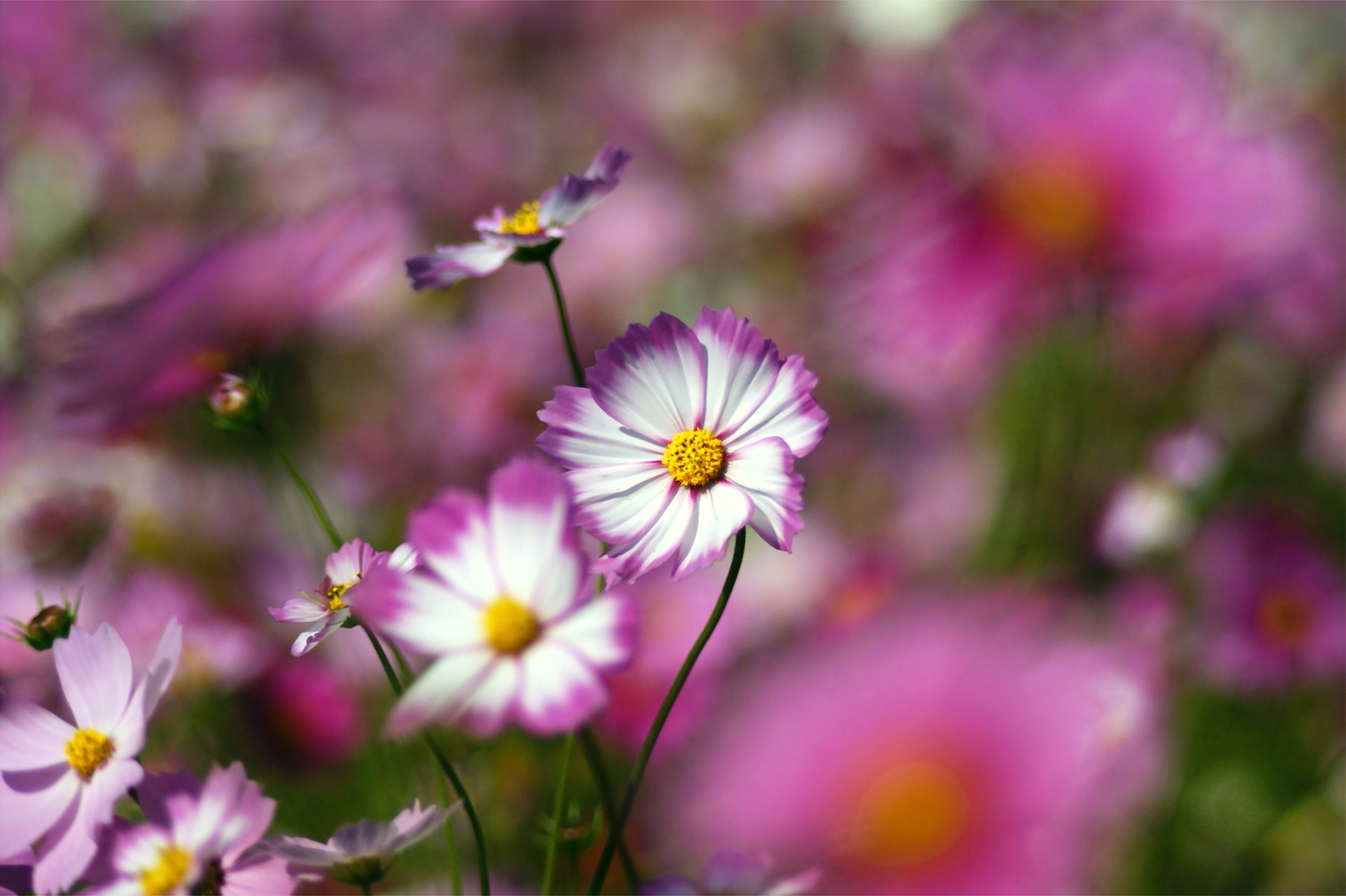 pink petals white kosmeya blur macro