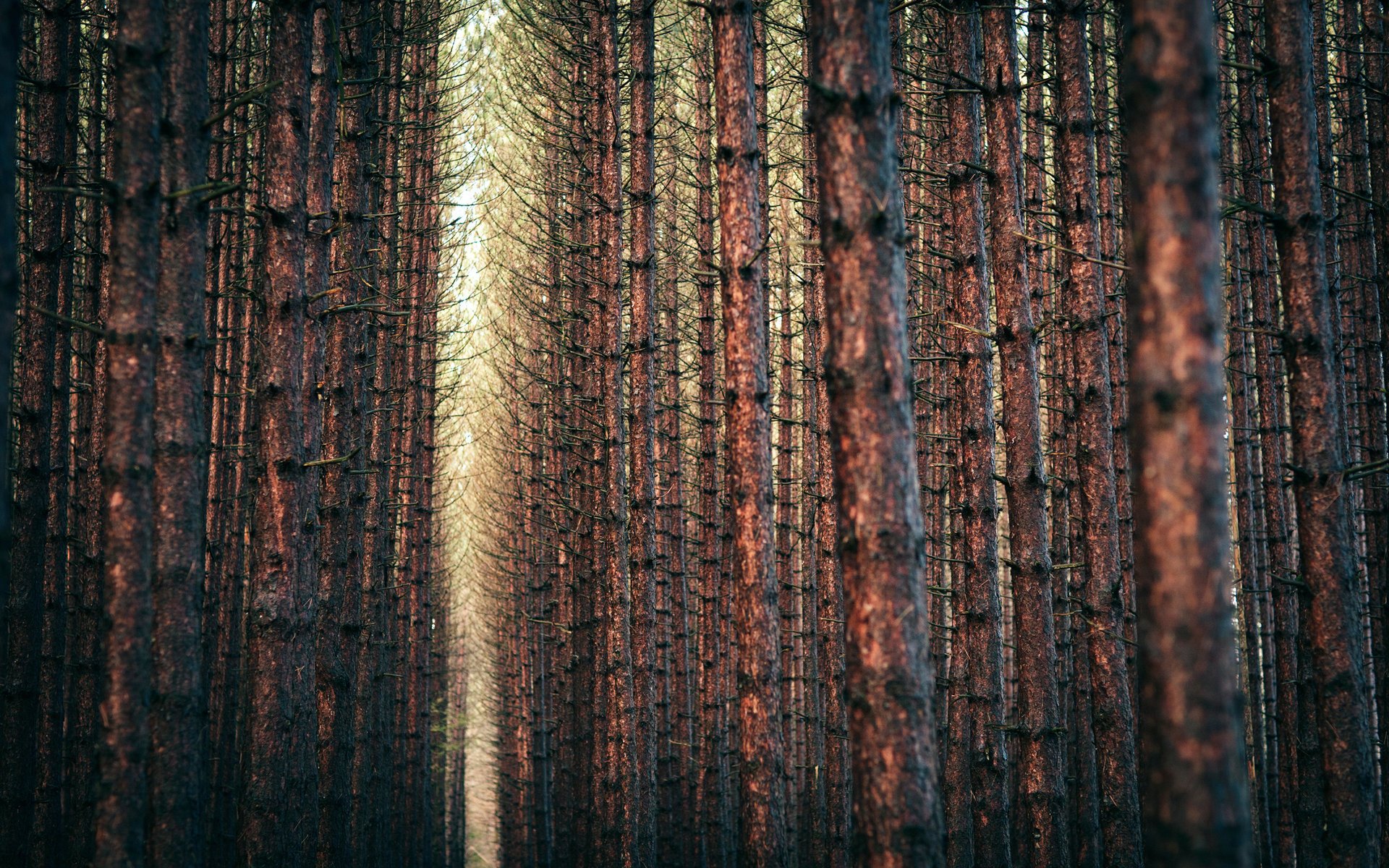 nature paysage forest landscape trees arbres nature branches forêt